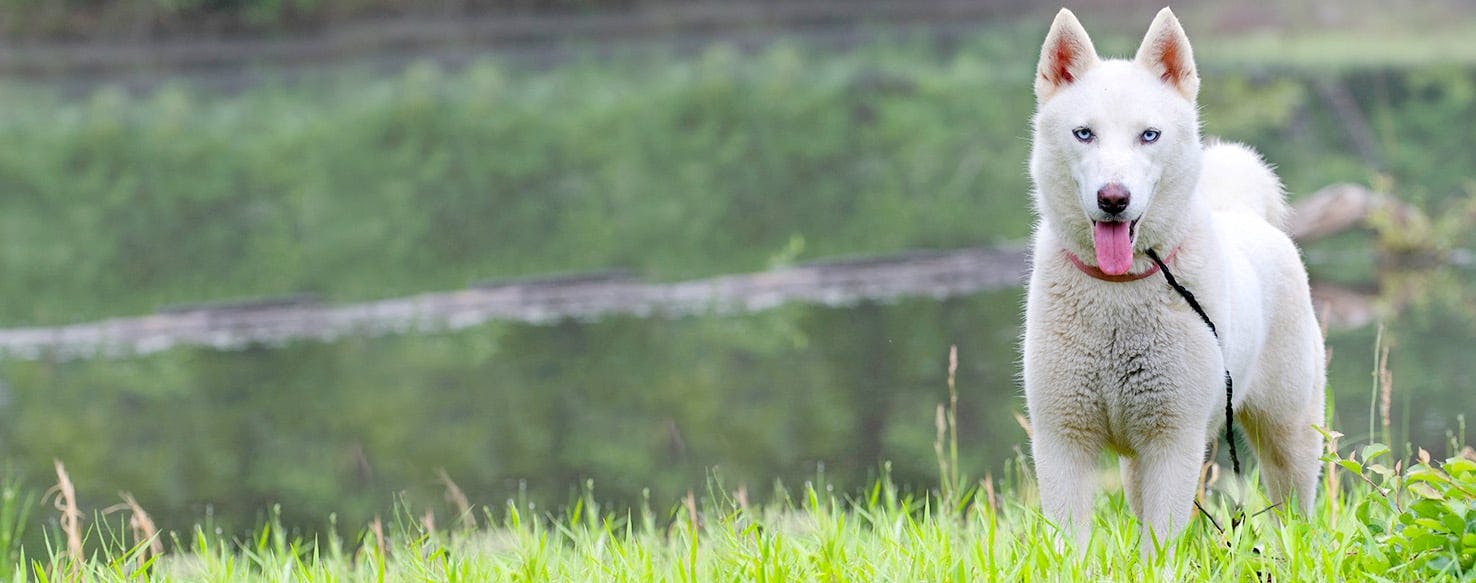 Dog Names Meaning Chocolate Popular Male and Female Names Wag!